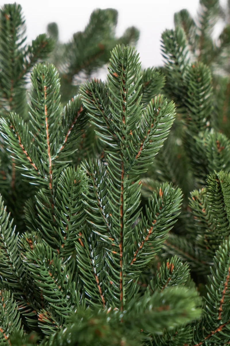 Artificial Christmas tree Imperial 2.4 m 3