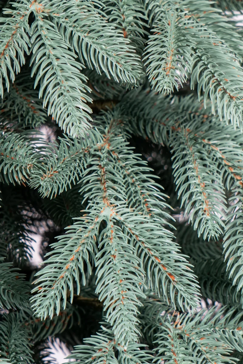 Artificial Christmas tree Premium Blue 2.2 m 3